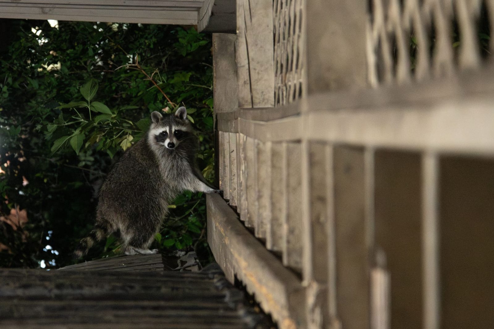 Wildlife & Squirrel Removal