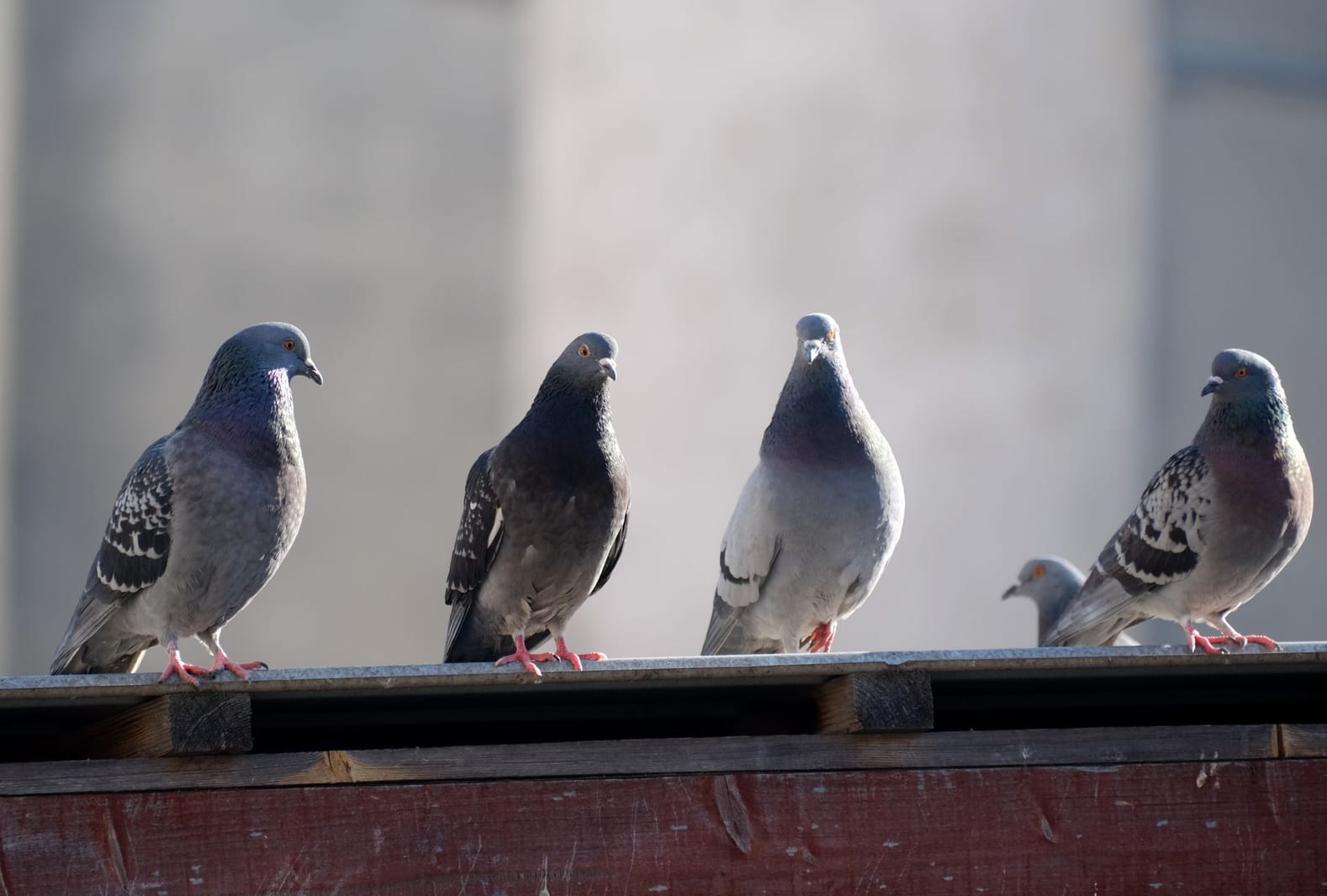 Pigeon & Bird Control